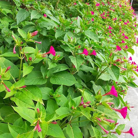 Апартаменты Apartma Karmen *