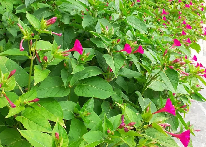 Apartmán Apartma Karmen *